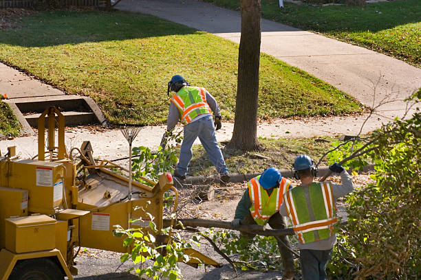  Newport Beach, CA Tree Removal and Landscaping Services Pros